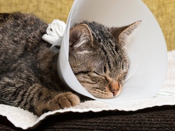 Cat With E-Collar Cone Cat With E-Collar Cone