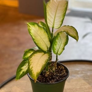 Dieffenbachia plant toxic to cats