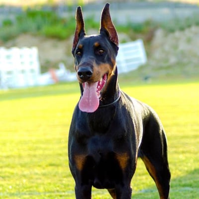 Doberman dog smiling at the camera in the park