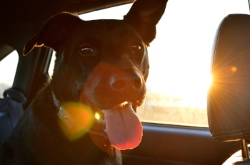 Dog Car Sun Dog Car Sun