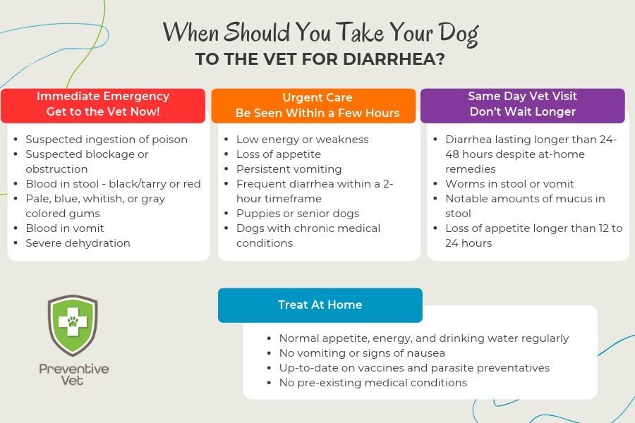 Dog Diarrhea - When to See the Vet Infographic (1)