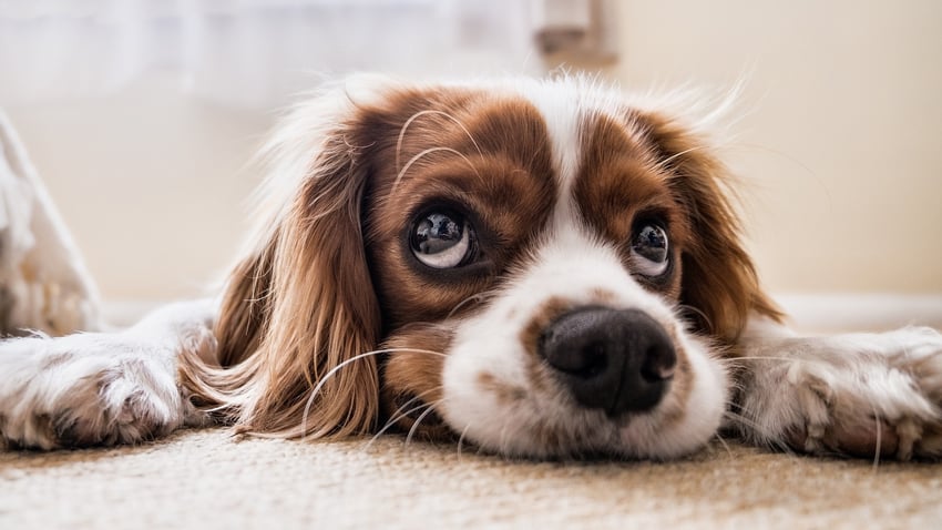 Dog Lying On Carpet Looking Up.jpg