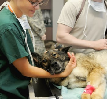 Dog On Vet Exam Table Dog On Vet Exam Table