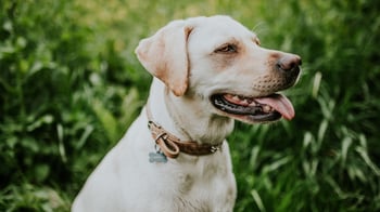 What To Do When You Find A Lost Dog