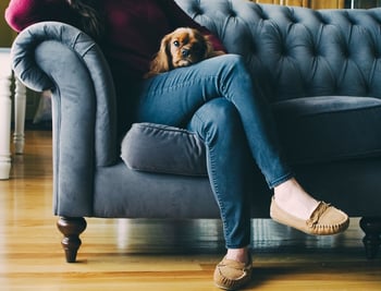  Dog Sitting On Couch With Person