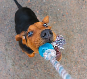 Dog Tug of War Looking Up