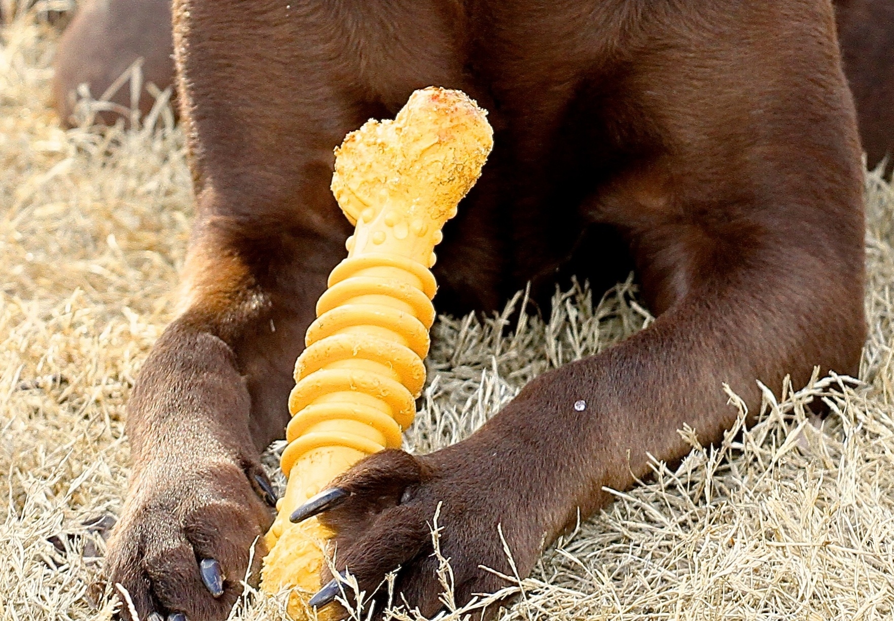 hard plastic dog bone