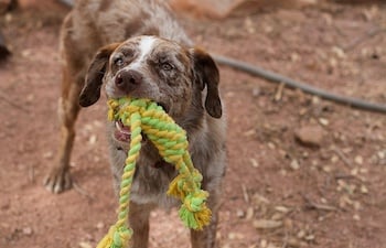 Dog With Rope Toy