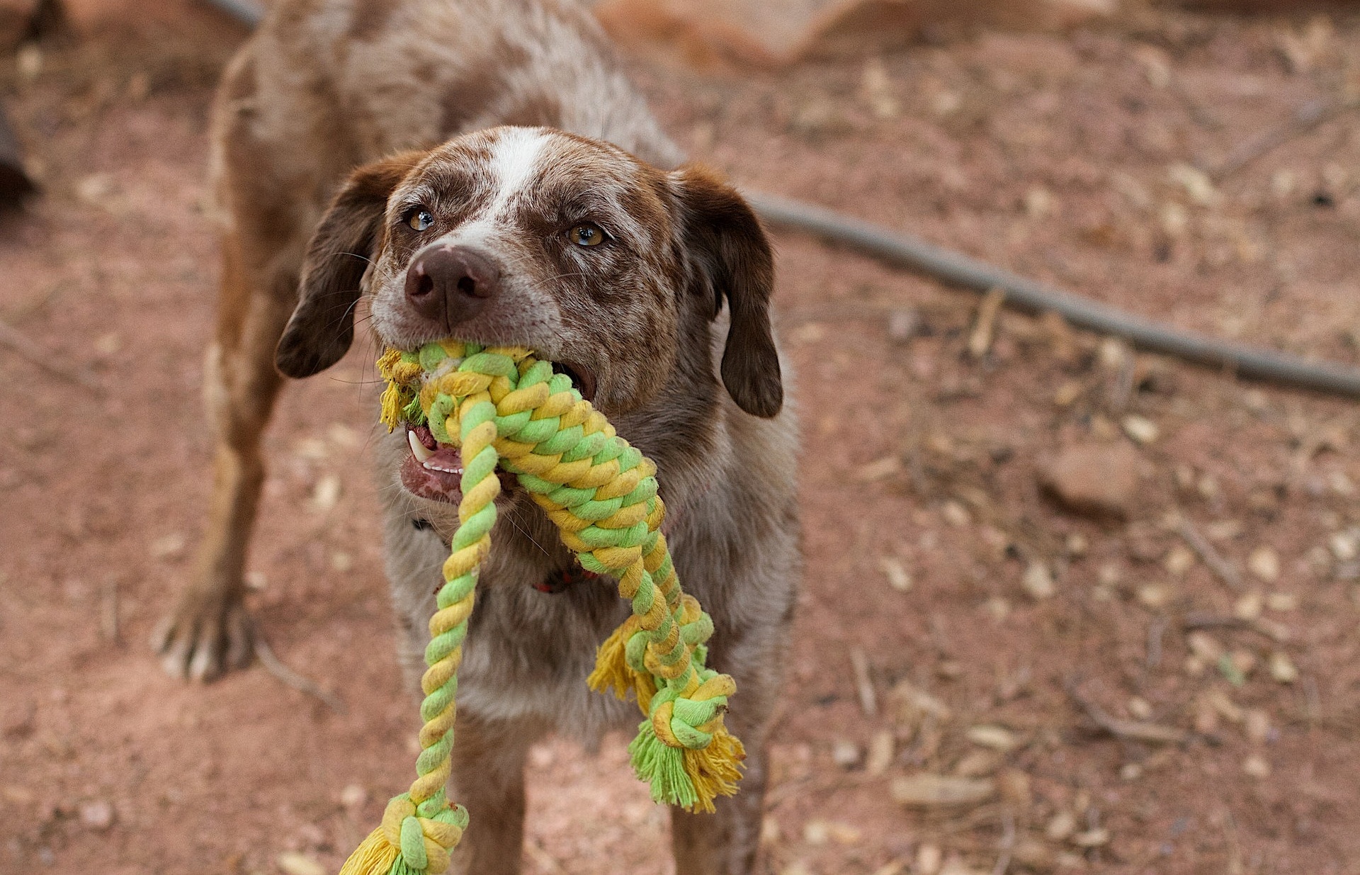 dog pulls stuffing out of toys