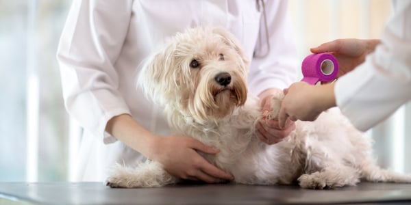 Dog getting leg wound wrapped by veterinarian