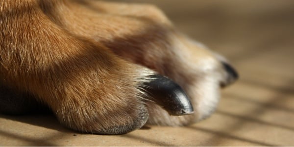 Dog nails are the right length