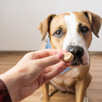Dog sniffing treat