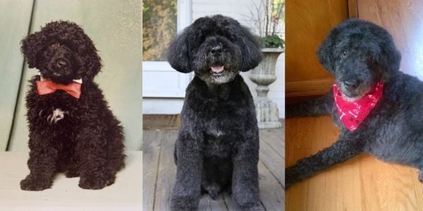 Dog through the years aging