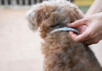 Dog wearing flea collar