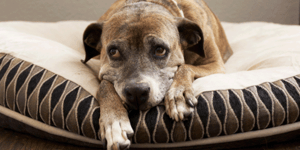  Hund mit Arthritis auf dem Bett