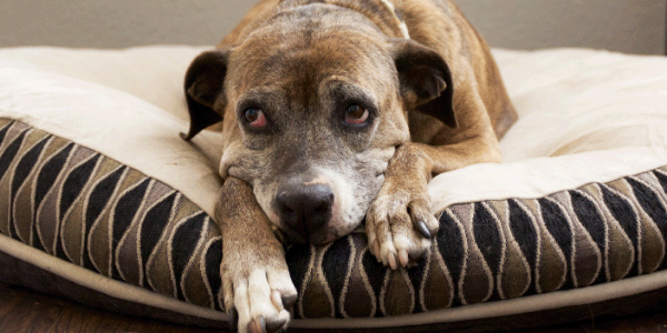 Dog with arthritis on bed
