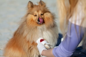 Dog with leg bleeding and bandage