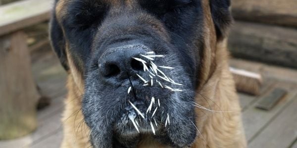 Dog with porcupine quills in muzzle-canva