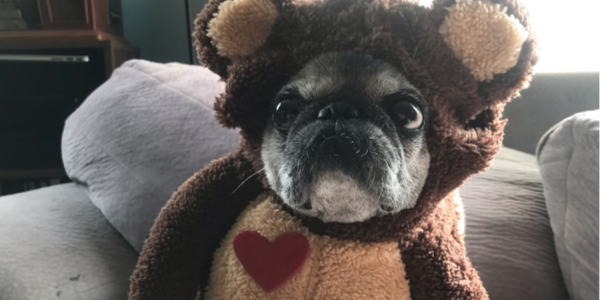Mabel the Pug dressed as bear for Halloween