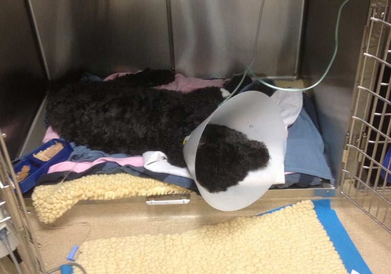dog in ICU with a cone on