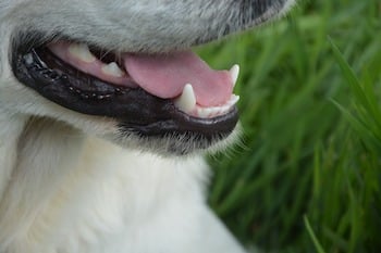 Dog-Teeth-Dentals