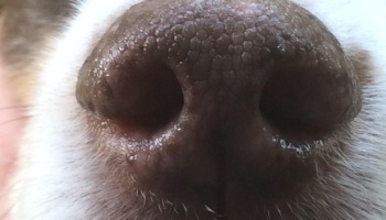 Dog nostrils further apart