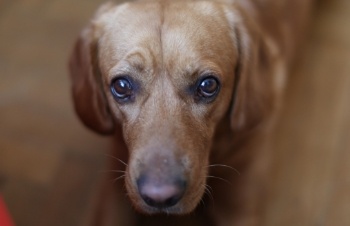 Help, My Dog's Stomach is Bloated! Understanding Dog Bloat ...