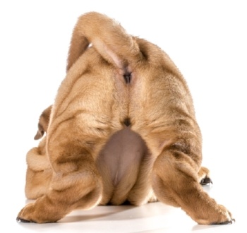 Anal Glands What To Do When They Are Infected