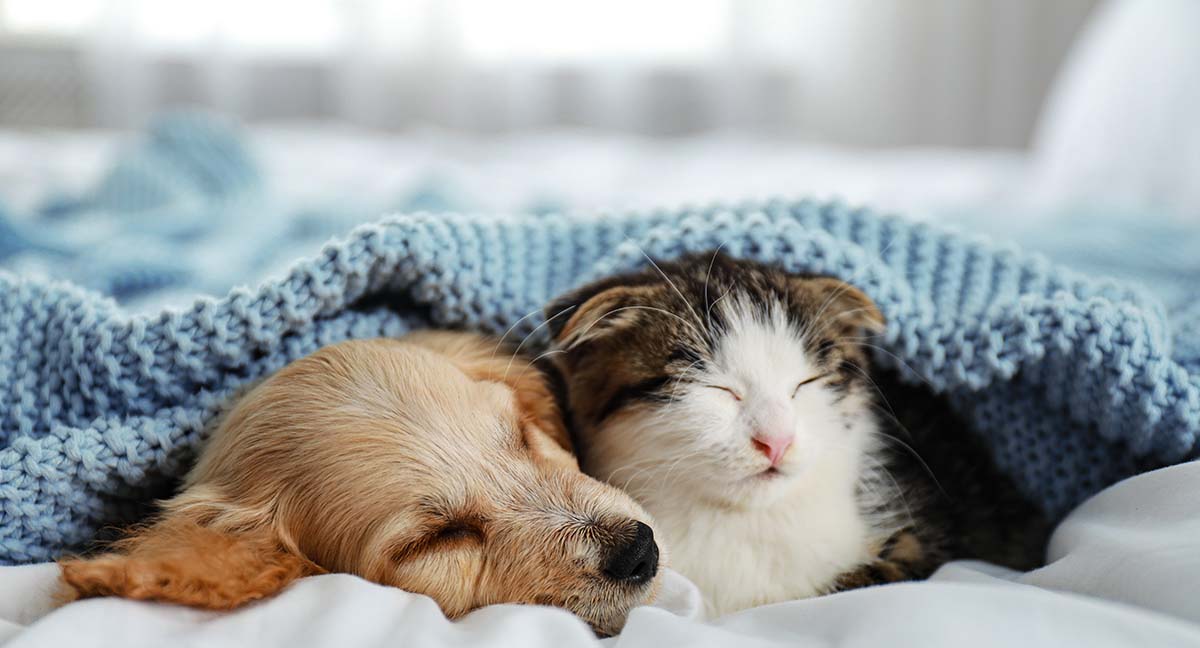 Dog and cat napping together under a blanket.