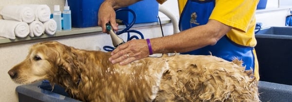 professional groomer washing dog in grooming salon