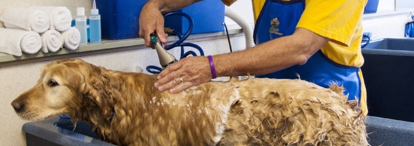 golden retriever dog gets a bath at the groomer