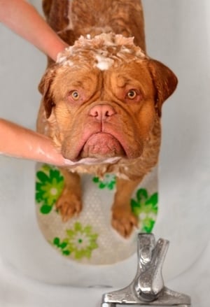 dogue de bordeaux standing on bath mat in tub getting bathed