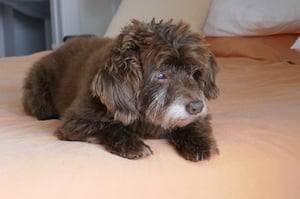 small brown dog resting