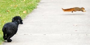 black poodle bolting after squirrel