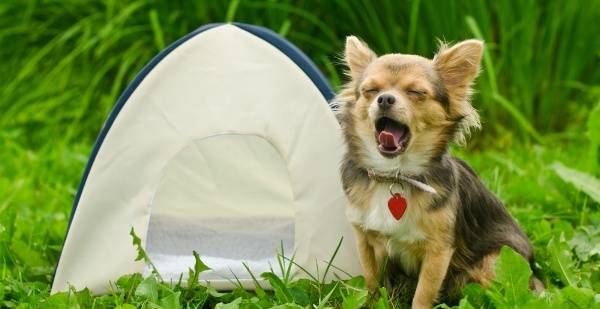 Dog beside pup-sized camping tent
