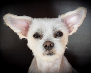 dog-ear-cleaning dog-ear-cleaning