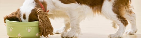 Dog-eating-food-landing