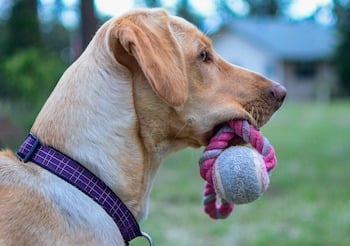 Dog-fetch-toy