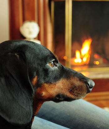 Dog-fireplace-heater.jpg Dog-fireplace-heater.jpg