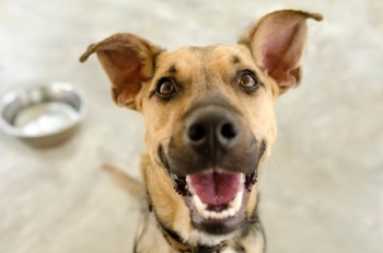 Dog-food-gobbler.jpg Dog-food-gobbler.jpg