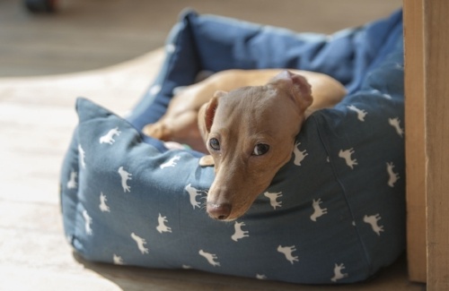 dog lying in dog bed