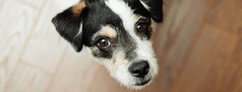 terrier mix dog looking up