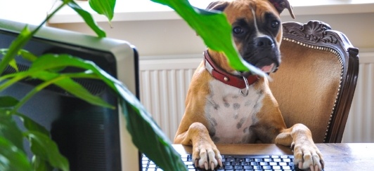 Dog-on-computer