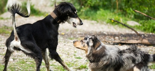 female dog in heat behavior panting