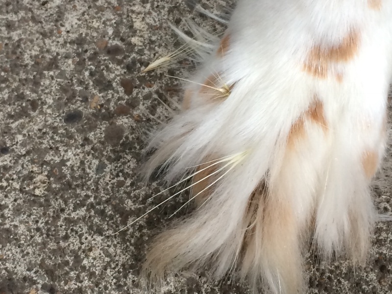 Dog-paws-foxtails-pet-dangers