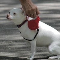 White chihuahua sitting while owner adjusts retractable leash clasp on collar
