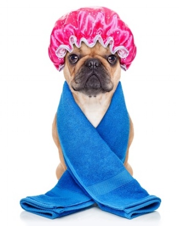 cute dog spa day