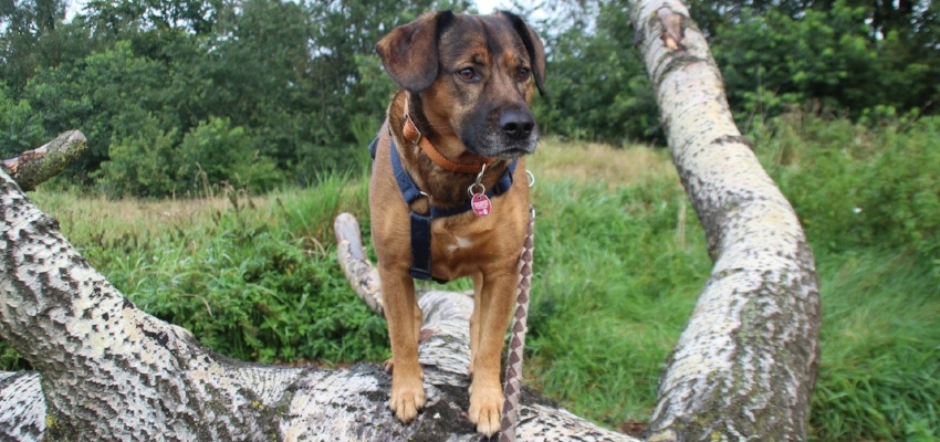 Snake Aversion How To Teach Your Dog To Avoid Venomous Snakes