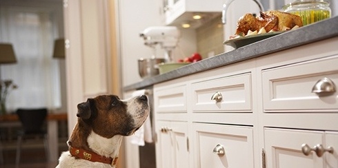 Dog eyeing turkey on the counter