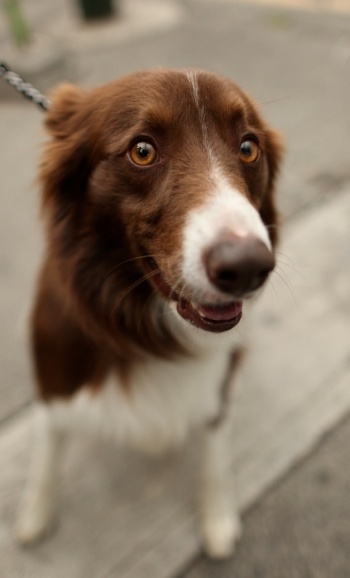 dog walking on sidewalk